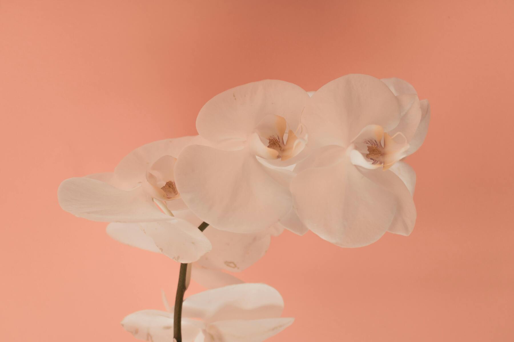 Peach fuzz i vardagsrummet ger trendig värme